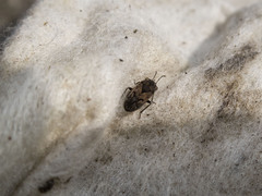 Trapezonotus arenarius