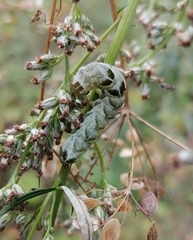 Melanchra persicariae