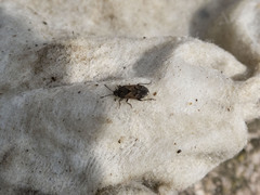Trapezonotus arenarius