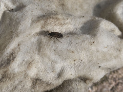 Trapezonotus arenarius