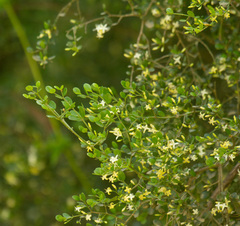 Everistia vacciniifolia