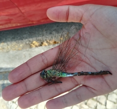 Anax imperator
