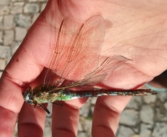Anax imperator