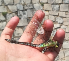 Anax imperator