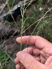 Digitaria parviflora