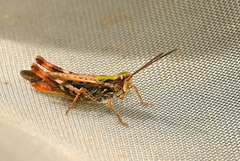 Chorthippus mollis ignifer