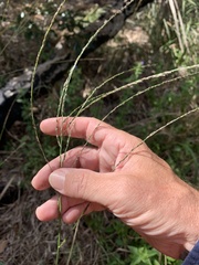 Digitaria parviflora