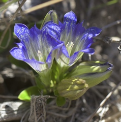 Gentiana affinis ovata