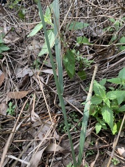 Digitaria parviflora