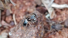 Stenaelurillus sarojinae