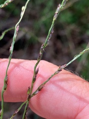 Digitaria parviflora