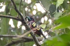 Eurylaimus javanicus pallidus