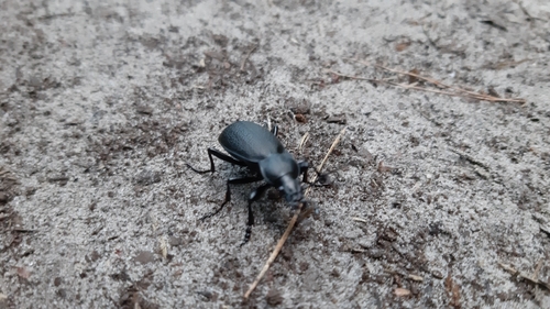 Leather Beetle, 5764 De Rips, Nederland, photo 10 of 10