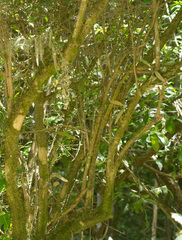 Everistia vacciniifolia