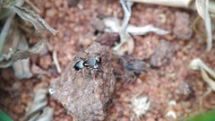 Stenaelurillus sarojinae