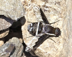 Exhyalanthrax canarionae