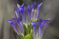 Gentiana affinis ovata