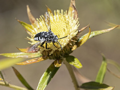 Thyreus histrionicus