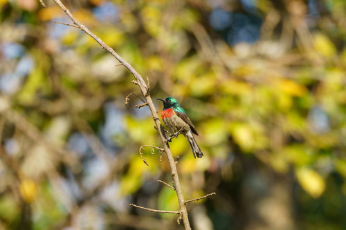 iNaturalist image