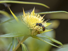 Ancistrocerus haematodes