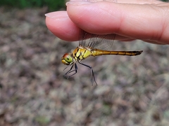 Sympetrum darwinianum