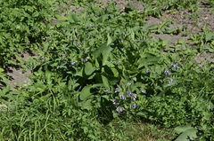 Symphytum × mosquense