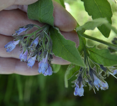 Symphytum × mosquense