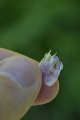 Symphytum × mosquense