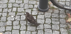 Sturnus vulgaris
