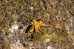 Ochlodes ochracea