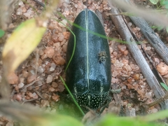 Sternocera klugii