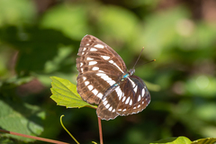 Neptis sappho intermedia