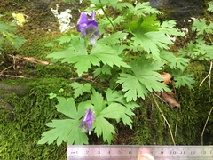 Aconitum noveboracense
