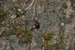 Otiorhynchus clavipes