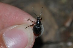 Otiorhynchus clavipes