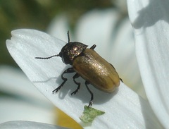 Labidostomis longimana
