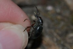 Otiorhynchus clavipes