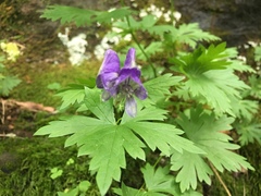 Aconitum noveboracense