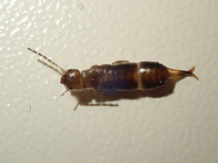 Anechurinae