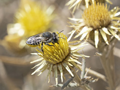 Megachile canariensis