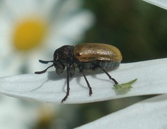 Labidostomis longimana