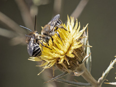 Tetraloniella hohmanni