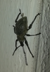 Otiorhynchus armadillo