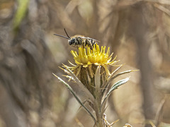 Tetraloniella hohmanni