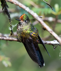 Chalcostigma herrani