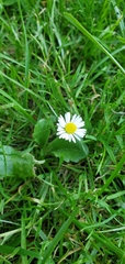 Bellis perennis