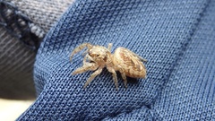 Macaroeris nidicolens