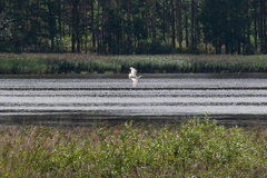 Ardea alba