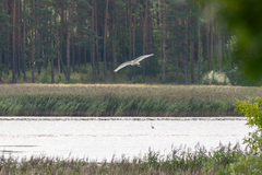 Ardea alba