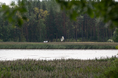 Ardea alba